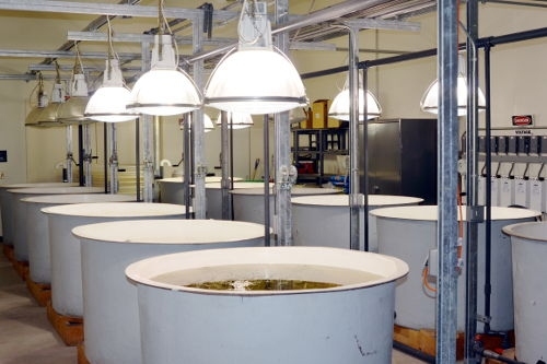 Mesocosm facility